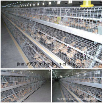 Automatic Poultry Farm Equipment with Prefab House